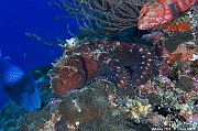 Octopus cyaneus-Maldives Fish Head-15m-20240423-da-DSC_6172_tn
